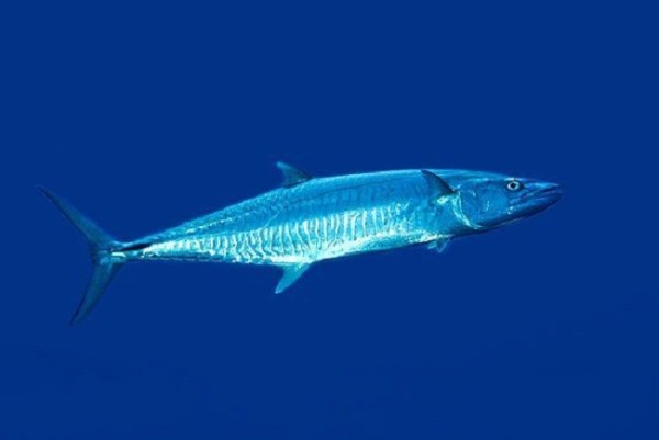 Ban on fishing for "kingfish"